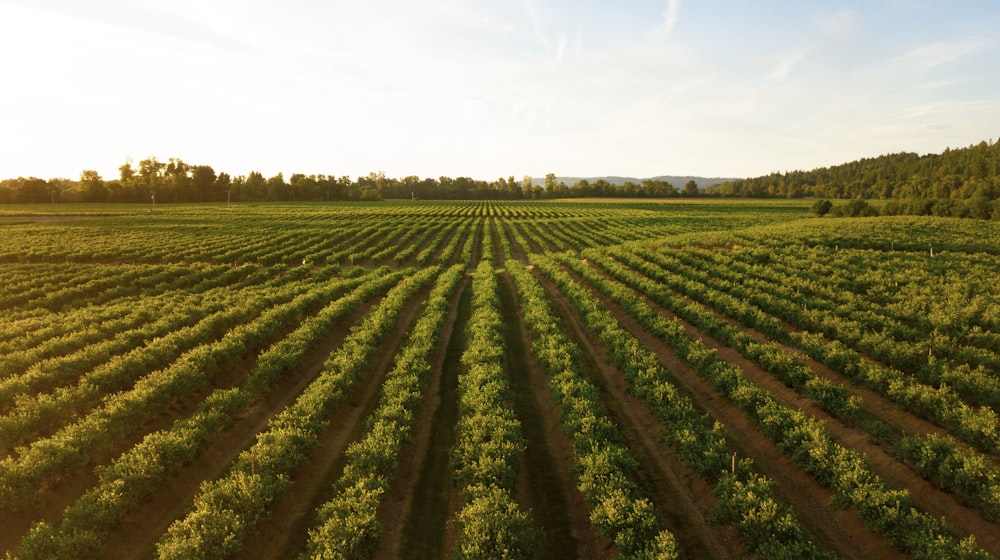 Rows of crops in a farm field at sunset